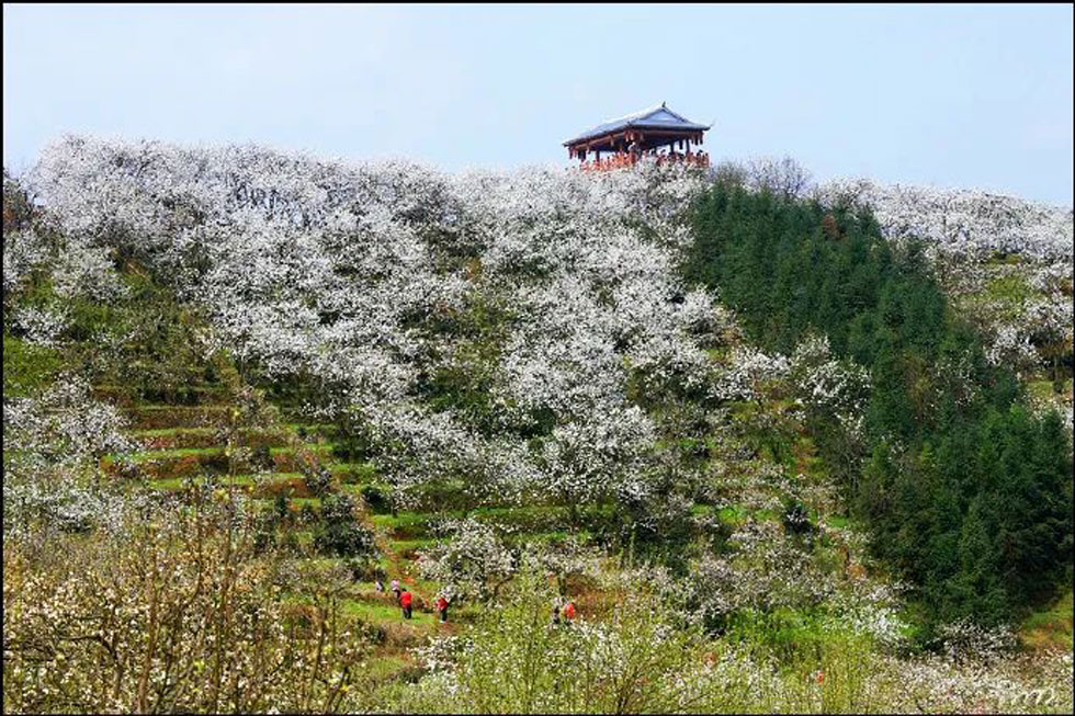【春天，广西桂林灌阳县向您发出邀请！】我们在灌阳看梨花 - 游山玩水 - 南昌生活社区 - 南昌28生活网 nc.28life.net