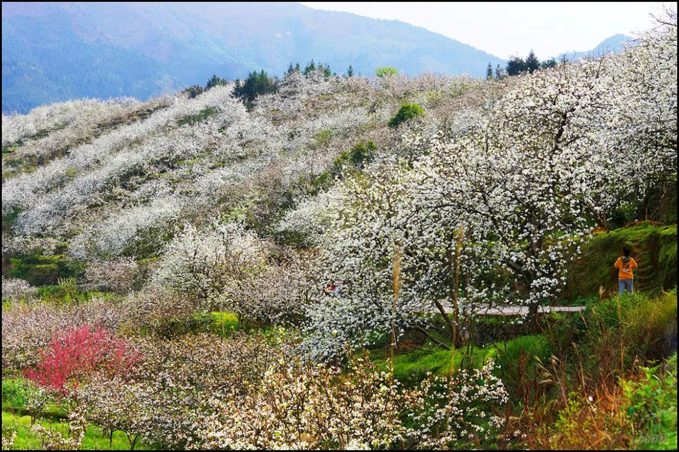 【春天，广西桂林灌阳县向您发出邀请！】我们在灌阳看梨花 - 游山玩水 - 南昌生活社区 - 南昌28生活网 nc.28life.net