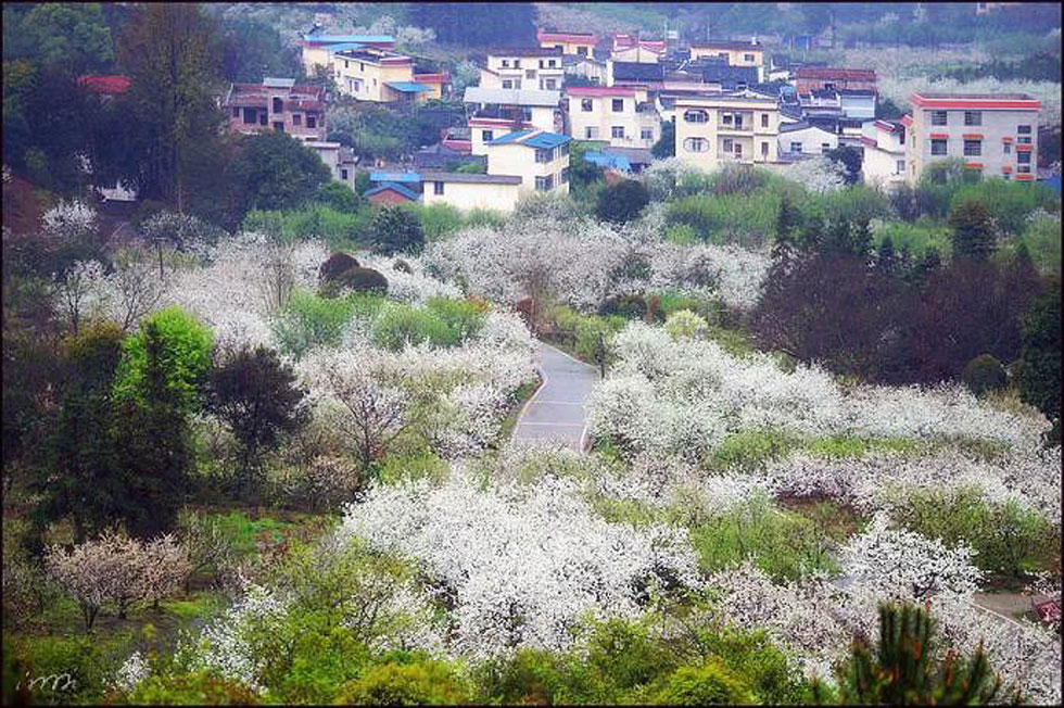 【春天，广西桂林灌阳县向您发出邀请！】我们在灌阳看梨花 - 游山玩水 - 南昌生活社区 - 南昌28生活网 nc.28life.net