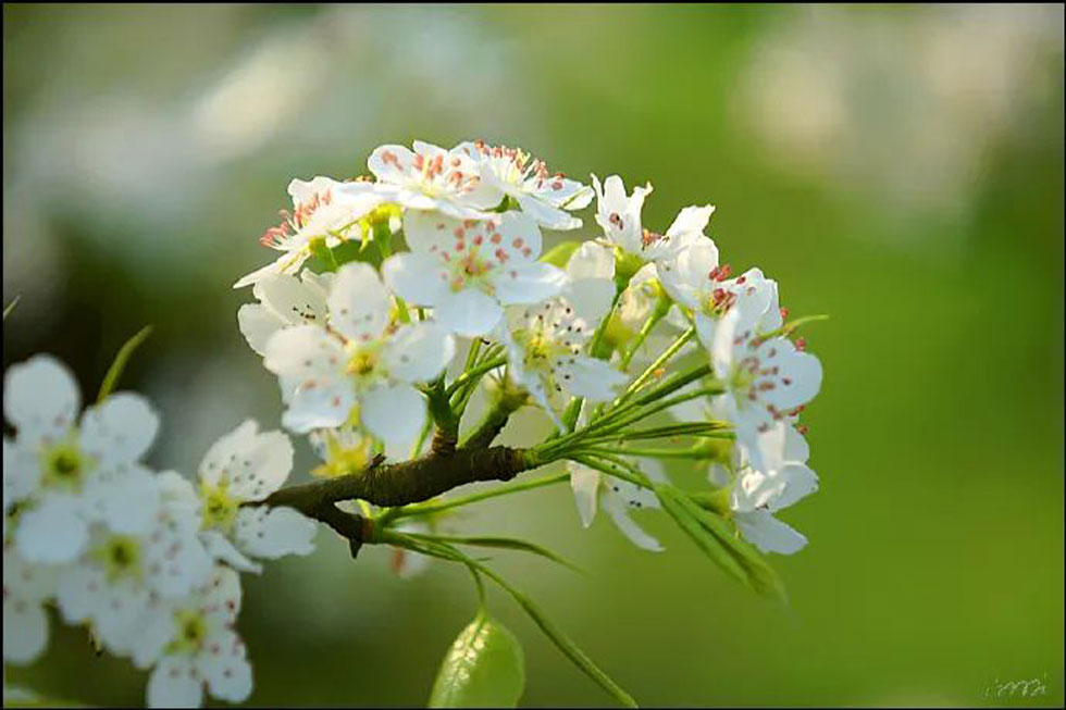 【春天，广西桂林灌阳县向您发出邀请！】我们在灌阳看梨花 - 游山玩水 - 南昌生活社区 - 南昌28生活网 nc.28life.net