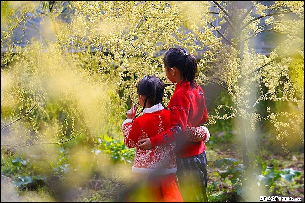 【春天，广西桂林灌阳县向您发出邀请！】米珠山前有片山苍子花在飘香 - 游山玩水 - 南昌生活社区 - 南昌28生活网 nc.28life.net