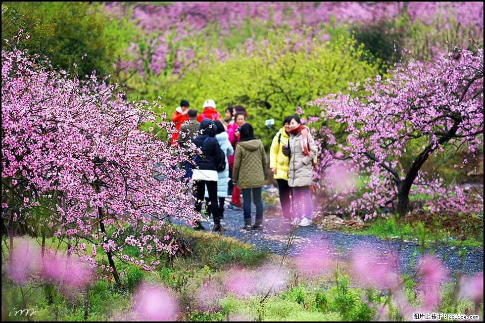 【春天，广西桂林灌阳县向您发出邀请！】官庄村有个醉美的桃花园 - 游山玩水 - 南昌生活社区 - 南昌28生活网 nc.28life.net