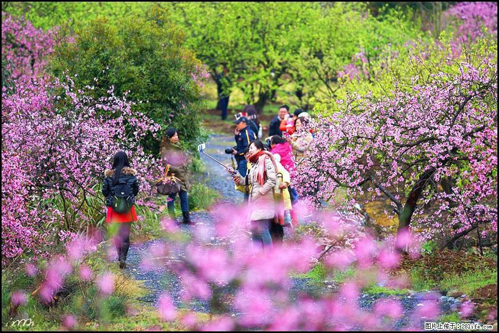 【春天，广西桂林灌阳县向您发出邀请！】官庄村有个醉美的桃花园 - 游山玩水 - 南昌生活社区 - 南昌28生活网 nc.28life.net