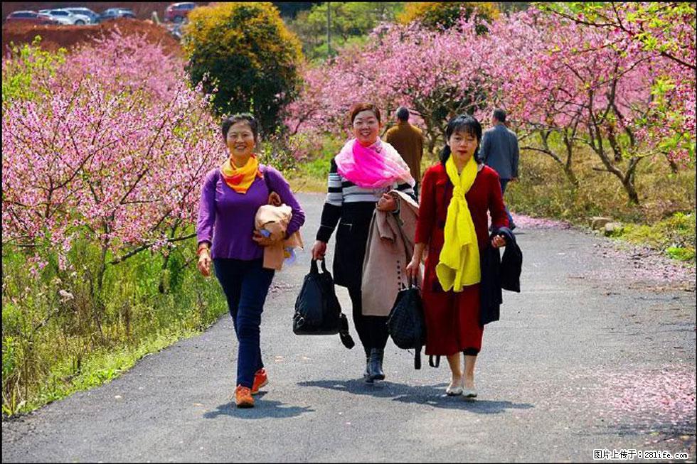 【春天，广西桂林灌阳县向您发出邀请！】官庄村有个醉美的桃花园 - 游山玩水 - 南昌生活社区 - 南昌28生活网 nc.28life.net