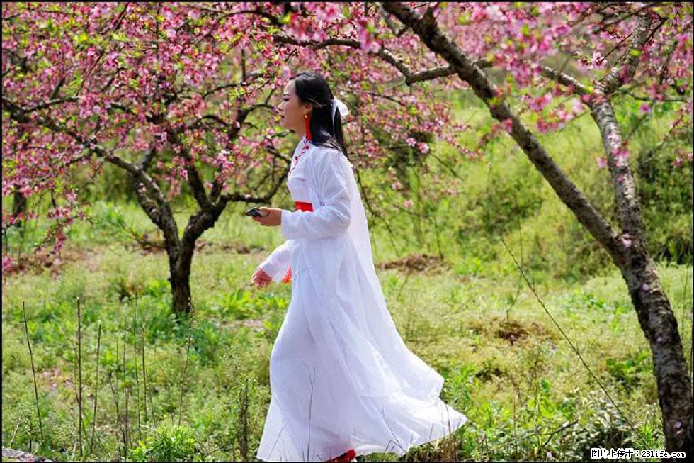 【春天，广西桂林灌阳县向您发出邀请！】官庄村有个醉美的桃花园 - 游山玩水 - 南昌生活社区 - 南昌28生活网 nc.28life.net