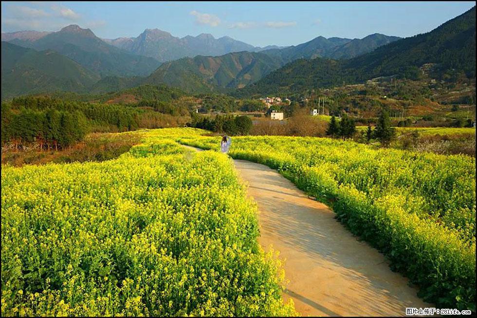 【春天，广西桂林灌阳县向您发出邀请！】长坪村油菜盛情花开 - 游山玩水 - 南昌生活社区 - 南昌28生活网 nc.28life.net