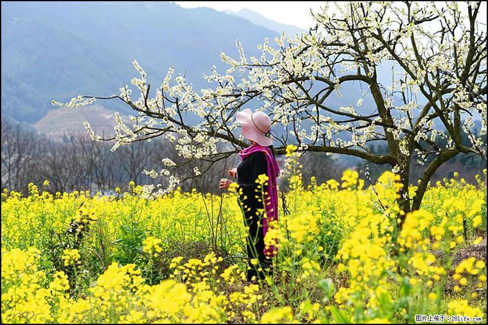 【春天，广西桂林灌阳县向您发出邀请！】长坪村油菜盛情花开 - 游山玩水 - 南昌生活社区 - 南昌28生活网 nc.28life.net