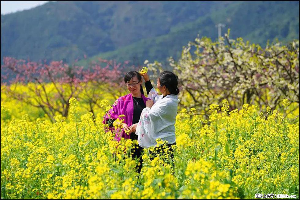【春天，广西桂林灌阳县向您发出邀请！】长坪村油菜盛情花开 - 游山玩水 - 南昌生活社区 - 南昌28生活网 nc.28life.net