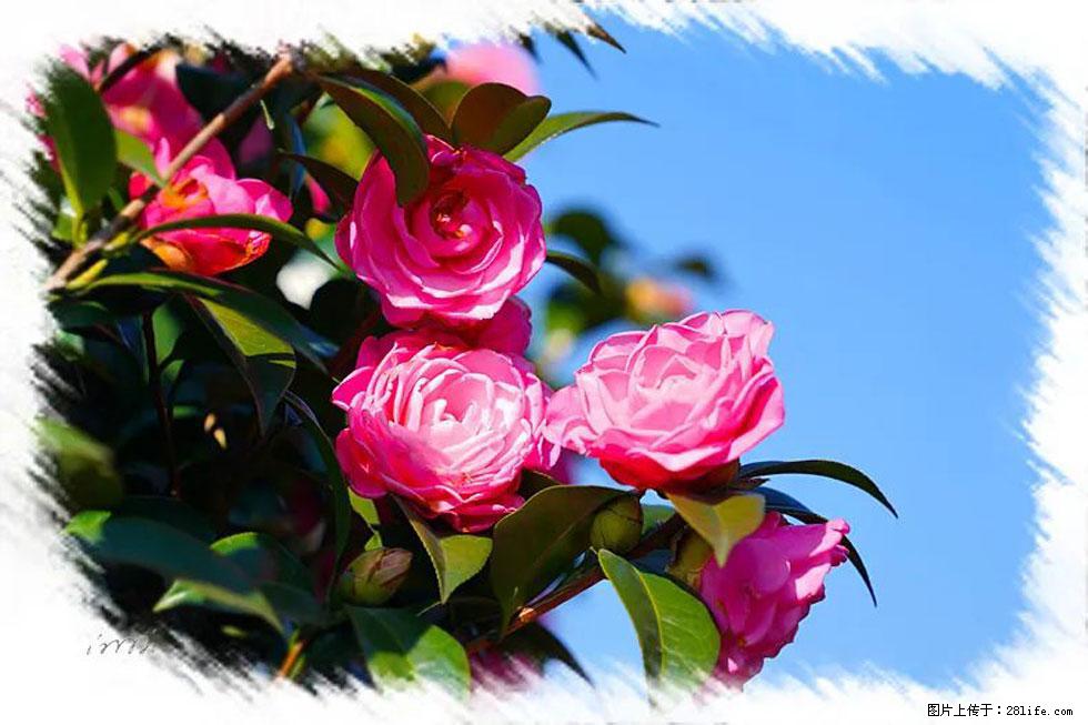 【春天，广西桂林灌阳县向您发出邀请！】杨柳井茶花惹人爱 - 游山玩水 - 南昌生活社区 - 南昌28生活网 nc.28life.net