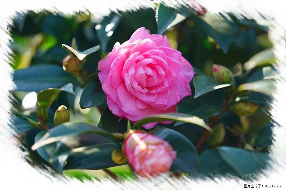 【春天，广西桂林灌阳县向您发出邀请！】杨柳井茶花惹人爱 - 游山玩水 - 南昌生活社区 - 南昌28生活网 nc.28life.net