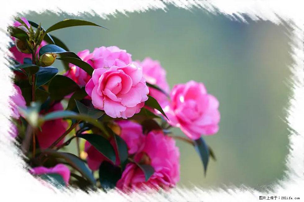 【春天，广西桂林灌阳县向您发出邀请！】杨柳井茶花惹人爱 - 游山玩水 - 南昌生活社区 - 南昌28生活网 nc.28life.net