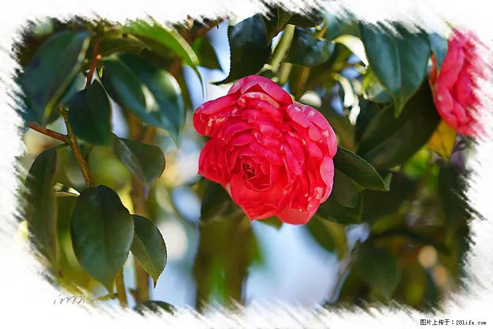 【春天，广西桂林灌阳县向您发出邀请！】杨柳井茶花惹人爱 - 游山玩水 - 南昌生活社区 - 南昌28生活网 nc.28life.net