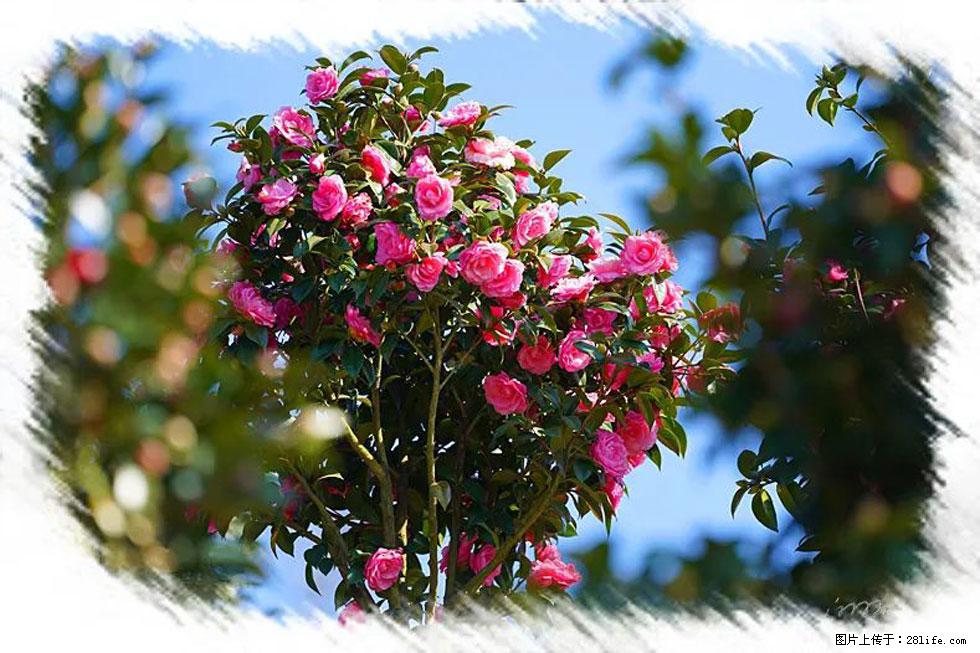 【春天，广西桂林灌阳县向您发出邀请！】杨柳井茶花惹人爱 - 游山玩水 - 南昌生活社区 - 南昌28生活网 nc.28life.net