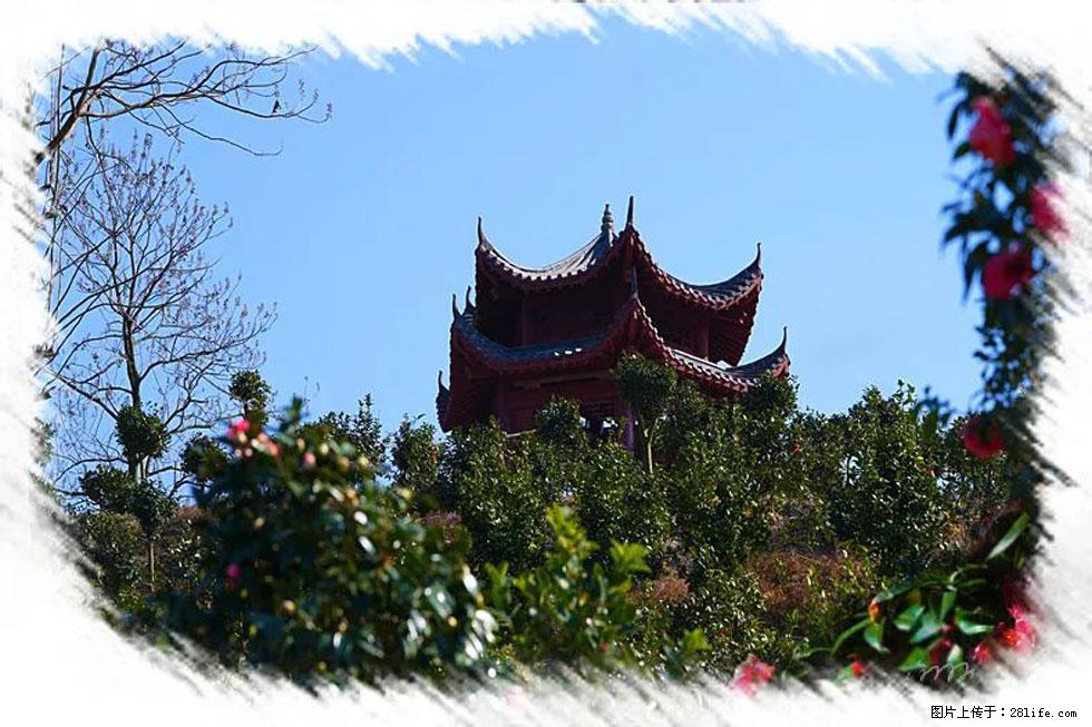 【春天，广西桂林灌阳县向您发出邀请！】杨柳井茶花惹人爱 - 游山玩水 - 南昌生活社区 - 南昌28生活网 nc.28life.net