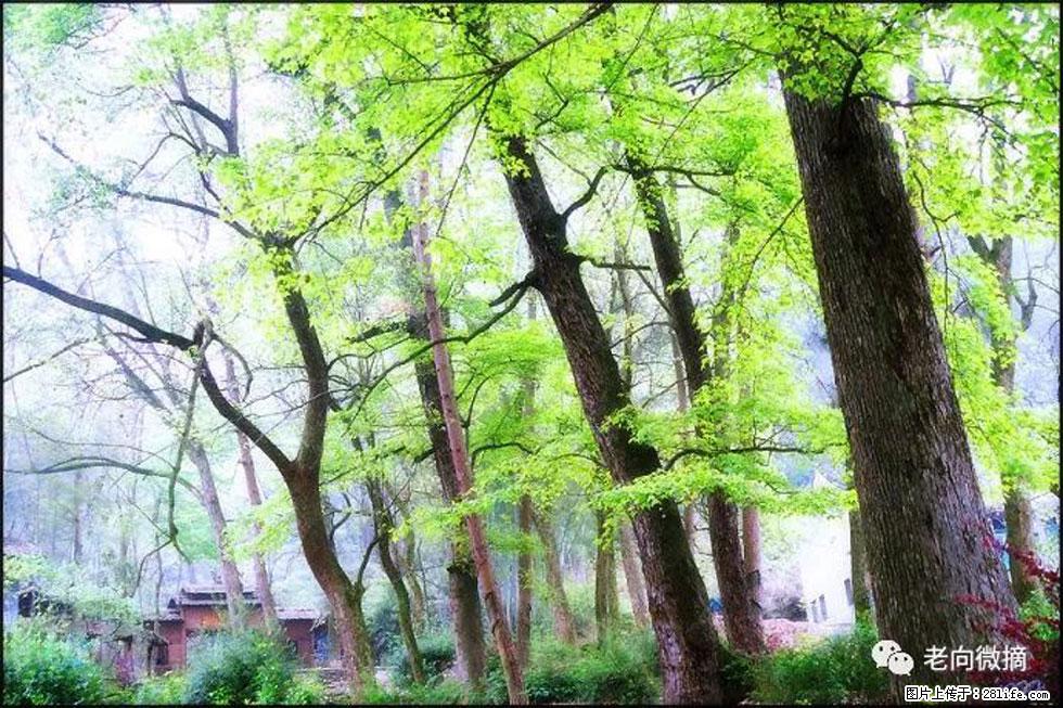 【春天，广西桂林灌阳县向您发出邀请！】在小龙村与春天约会 - 游山玩水 - 南昌生活社区 - 南昌28生活网 nc.28life.net