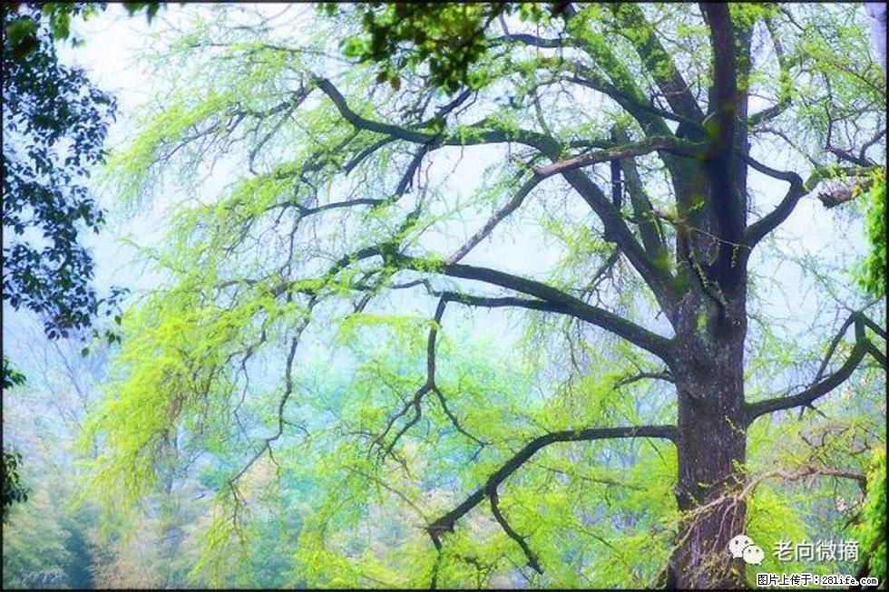 【春天，广西桂林灌阳县向您发出邀请！】在小龙村与春天约会 - 游山玩水 - 南昌生活社区 - 南昌28生活网 nc.28life.net