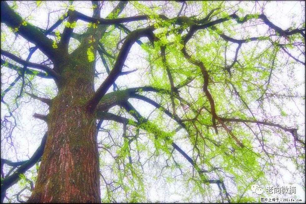 【春天，广西桂林灌阳县向您发出邀请！】在小龙村与春天约会 - 游山玩水 - 南昌生活社区 - 南昌28生活网 nc.28life.net