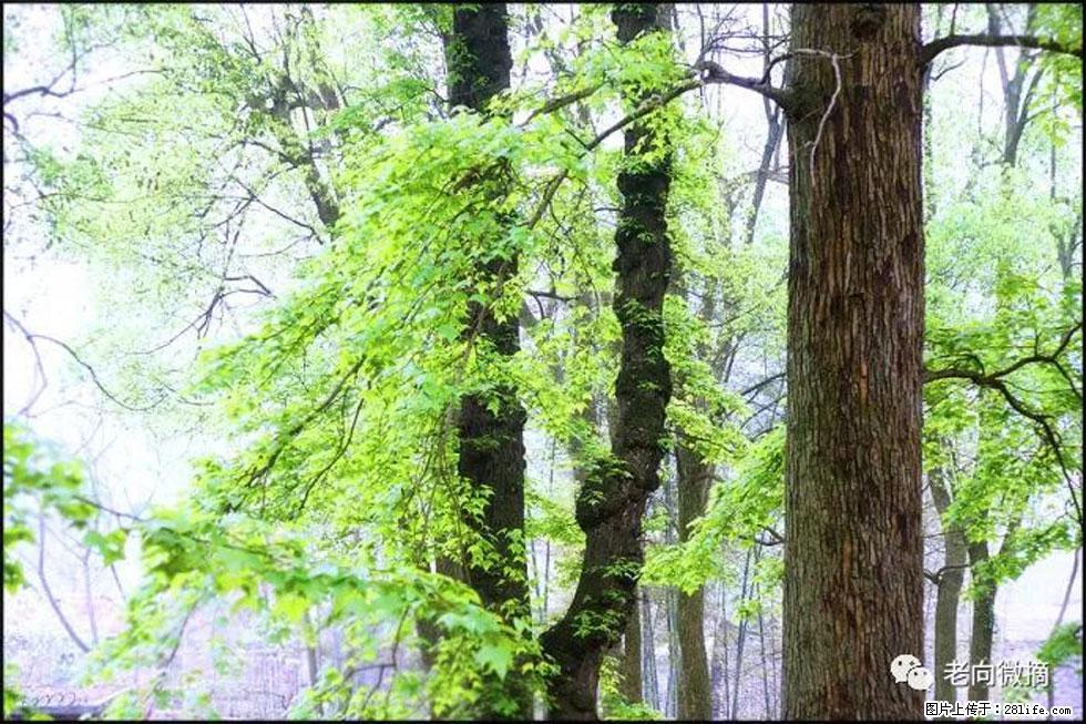 【春天，广西桂林灌阳县向您发出邀请！】在小龙村与春天约会 - 游山玩水 - 南昌生活社区 - 南昌28生活网 nc.28life.net