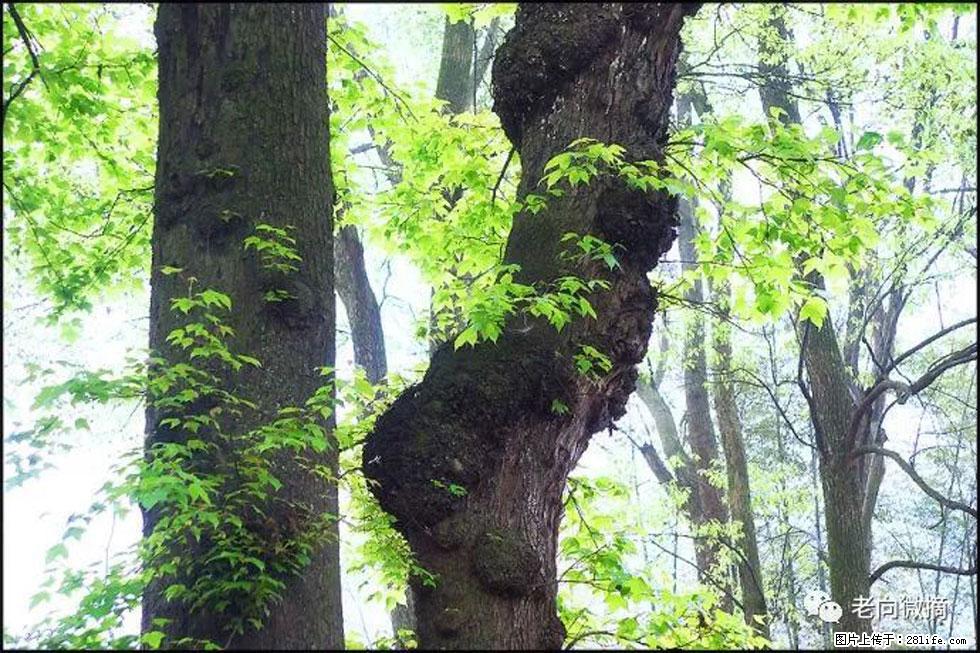 【春天，广西桂林灌阳县向您发出邀请！】在小龙村与春天约会 - 游山玩水 - 南昌生活社区 - 南昌28生活网 nc.28life.net