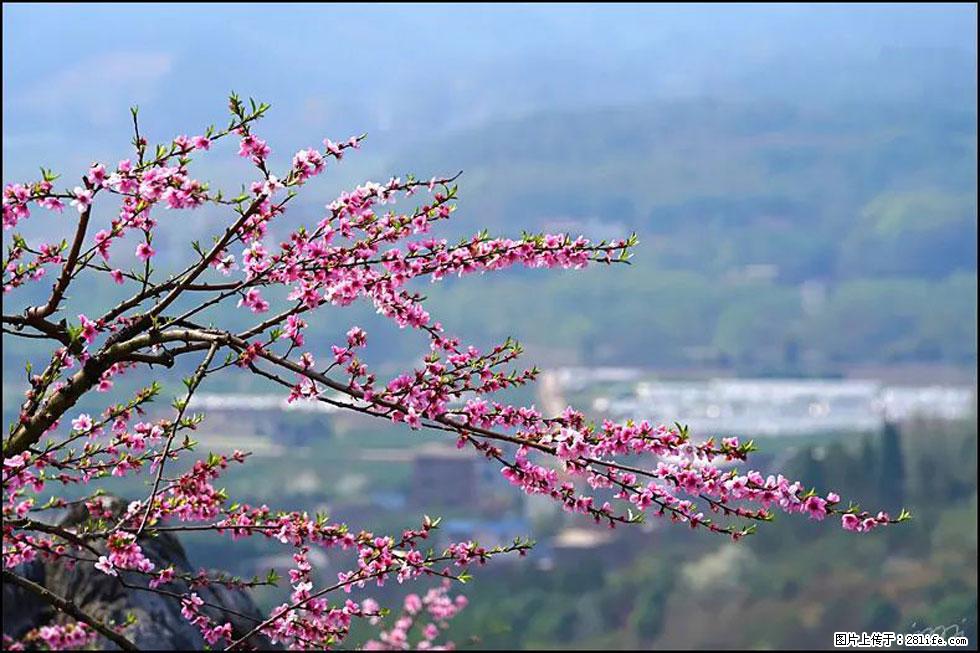 【春天，广西桂林灌阳县向您发出邀请！】望月岭上桃花开 - 游山玩水 - 南昌生活社区 - 南昌28生活网 nc.28life.net