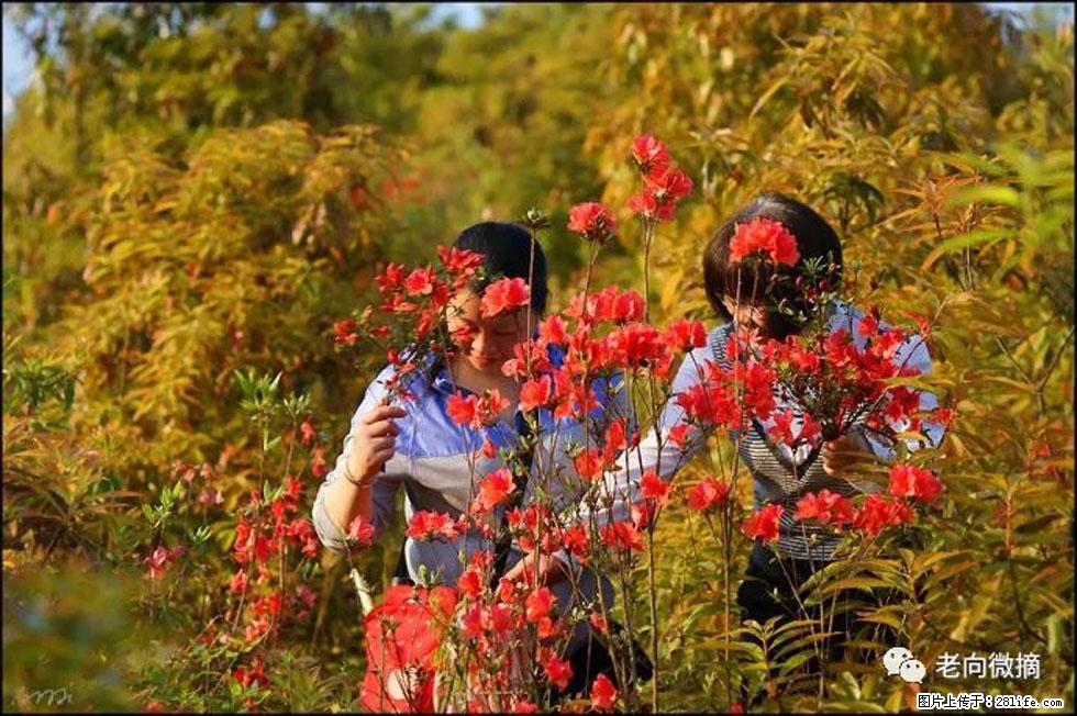 【春天，广西桂林灌阳县向您发出邀请！】登麒麟山，相约映山红 - 游山玩水 - 南昌生活社区 - 南昌28生活网 nc.28life.net