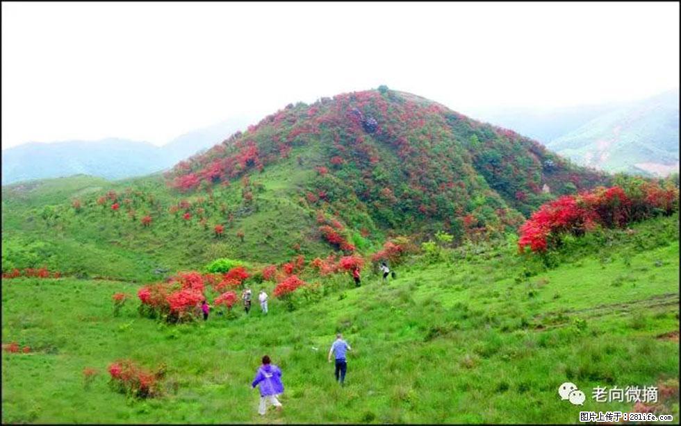 【春天，广西桂林灌阳县向您发出邀请！】宝盖山上映山红 - 游山玩水 - 南昌生活社区 - 南昌28生活网 nc.28life.net