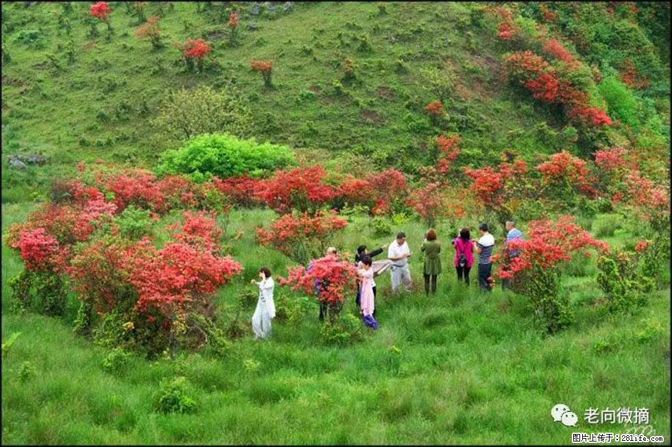 【春天，广西桂林灌阳县向您发出邀请！】宝盖山上映山红 - 游山玩水 - 南昌生活社区 - 南昌28生活网 nc.28life.net