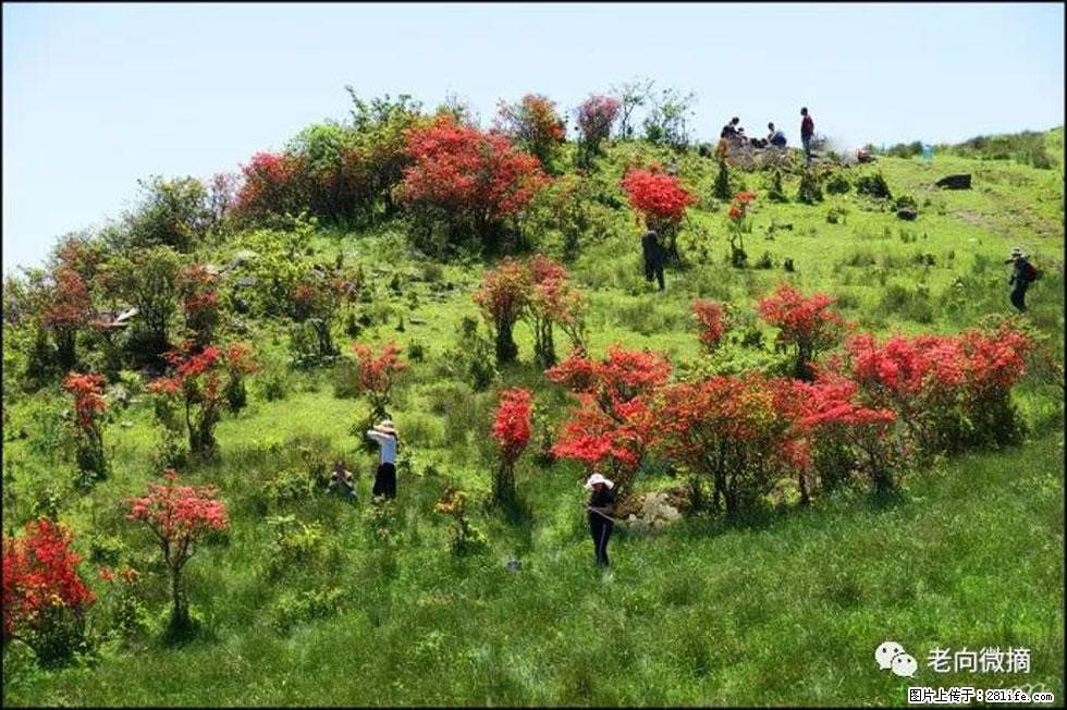 【春天，广西桂林灌阳县向您发出邀请！】宝盖山上映山红 - 游山玩水 - 南昌生活社区 - 南昌28生活网 nc.28life.net