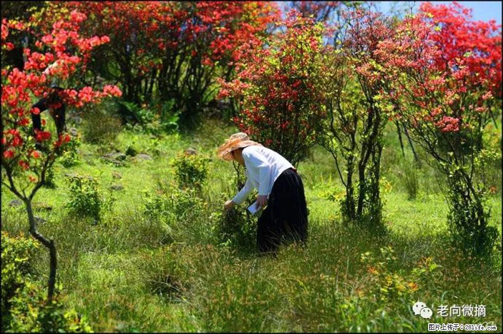 【春天，广西桂林灌阳县向您发出邀请！】宝盖山上映山红 - 游山玩水 - 南昌生活社区 - 南昌28生活网 nc.28life.net