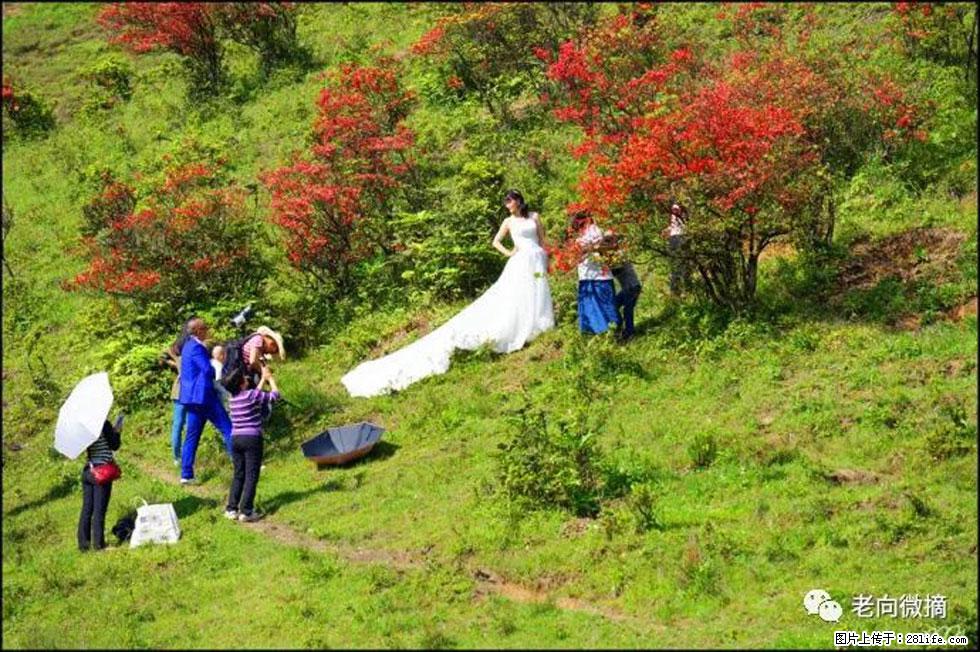 【春天，广西桂林灌阳县向您发出邀请！】宝盖山上映山红 - 游山玩水 - 南昌生活社区 - 南昌28生活网 nc.28life.net