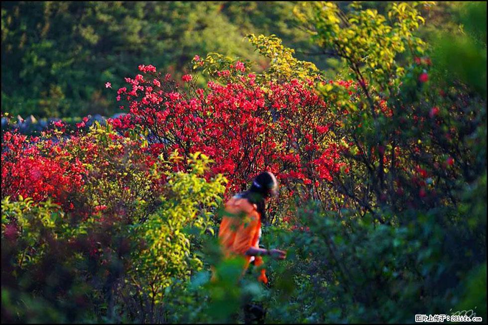 【春天，广西桂林灌阳县向您发出邀请！】春木界上映山红 - 游山玩水 - 南昌生活社区 - 南昌28生活网 nc.28life.net