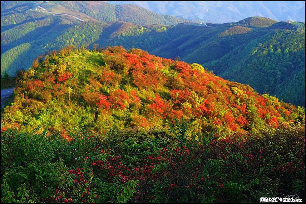 【春天，广西桂林灌阳县向您发出邀请！】春木界上映山红 - 游山玩水 - 南昌生活社区 - 南昌28生活网 nc.28life.net