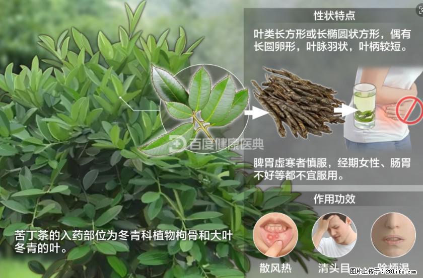 苦丁茶有哪些功效和作用 - 生活百科 - 南昌生活社区 - 南昌28生活网 nc.28life.net
