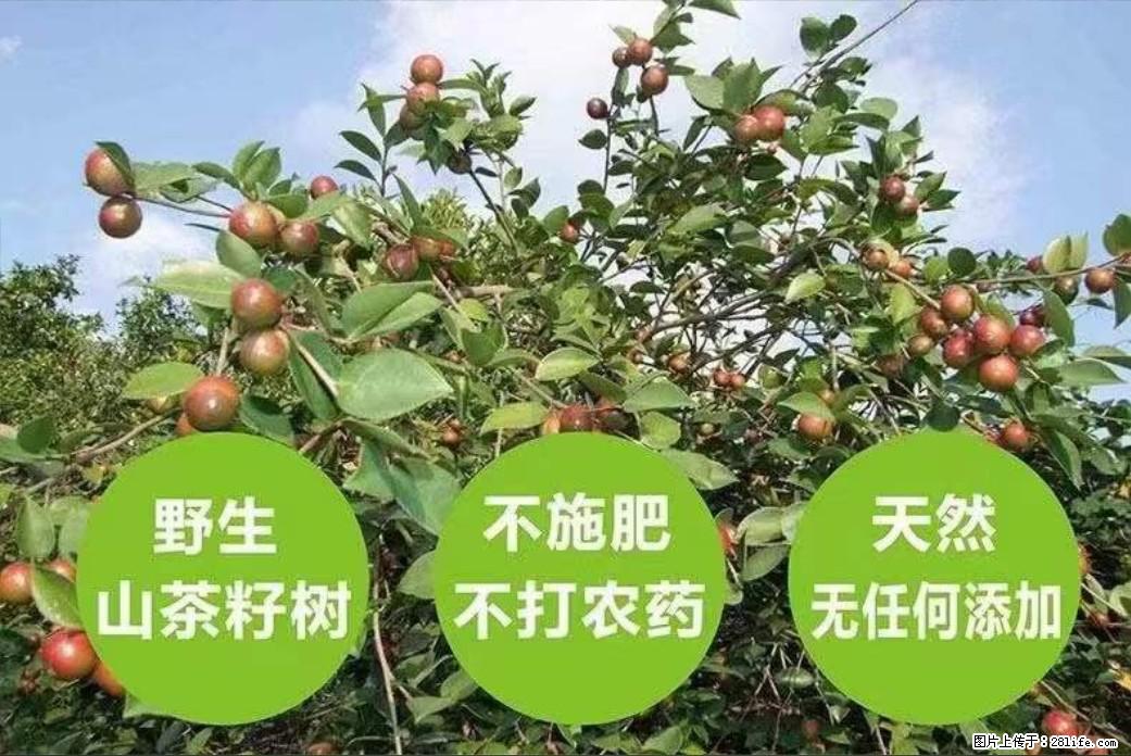【灌阳县油茶产业示范区】一个有着充实的精神生活的人,对待身外之物自会有一种淡泊的态度 - 美食天地 - 南昌生活社区 - 南昌28生活网 nc.28life.net