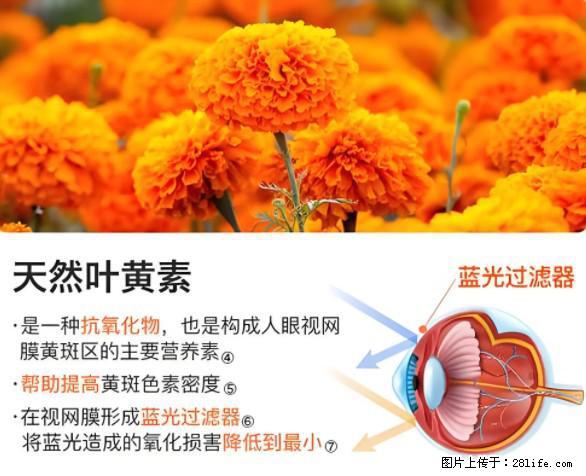 叶黄素有什么功效和作用 - 生活百科 - 南昌生活社区 - 南昌28生活网 nc.28life.net