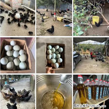 油茶园从小鸡仔开始养起的纯土鸡、土鸡蛋可以预定啦！还有前几天刚榨的纯山茶油哦 - 美食天地 - 南昌生活社区 - 南昌28生活网 nc.28life.net