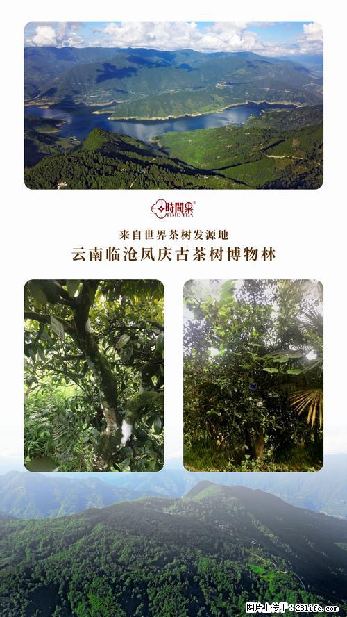 时间果百年古树2025年春红茶 - 购物交流 - 南昌生活社区 - 南昌28生活网 nc.28life.net