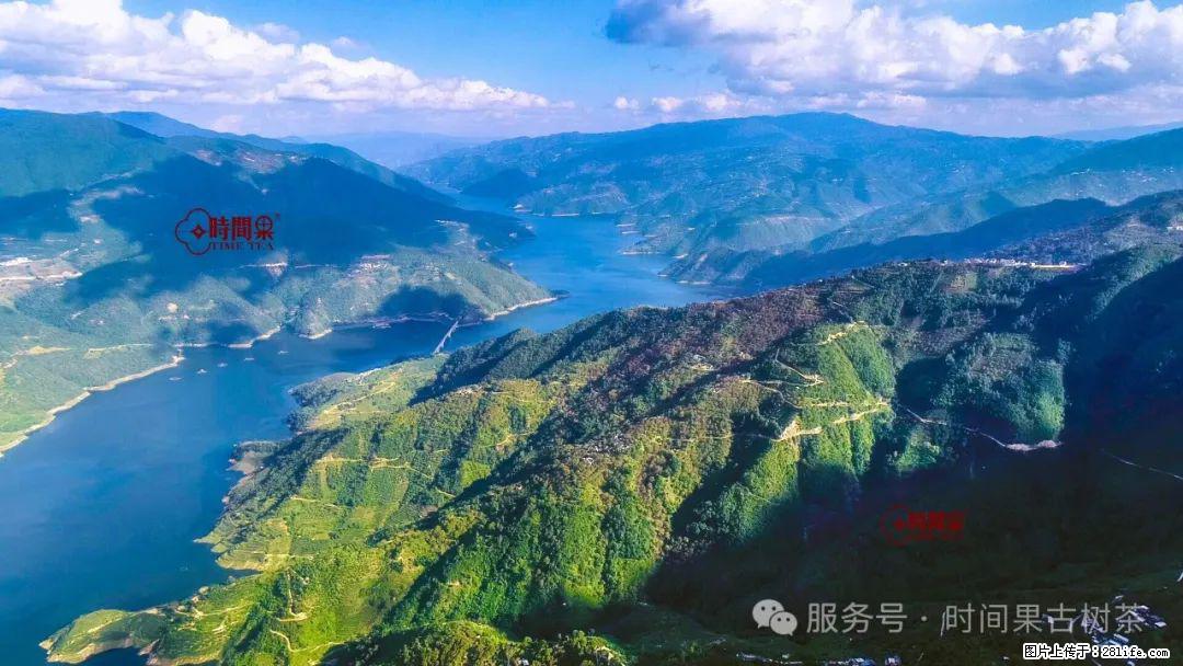 时间果百年古树龙珠普洱生茶 - 购物交流 - 南昌生活社区 - 南昌28生活网 nc.28life.net
