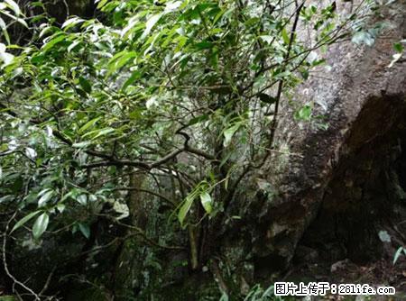 平乐石崖茶，珍贵仅次于金花茶 - 南昌生活资讯 - 南昌28生活网 nc.28life.net