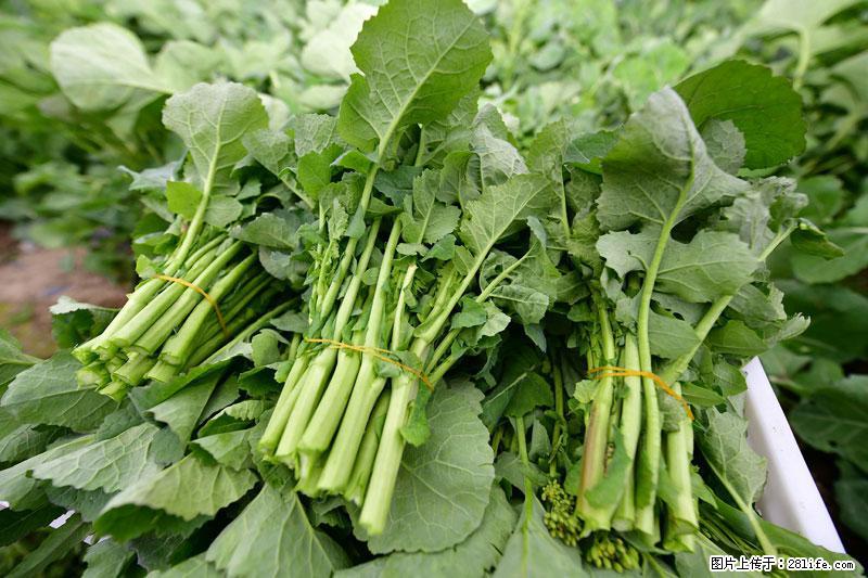 这些蔬菜是“天然钙片”，这6种被医生重点推荐 - 南昌生活资讯 - 南昌28生活网 nc.28life.net